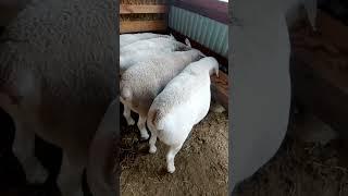Кормушки для овец на Домашней Ферме Белых Дорперов / Sheep Feeders on the Home Farm of White Dorper