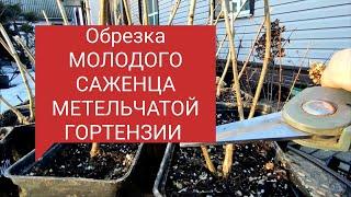 Обрезка молодого САЖЕНЦА МЕТЕЛЬЧАТОЙ ГОРТЕНЗИИ 