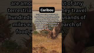 FACTS to KNOW about CARIBOU: Nature Unleashed!!! #shorts #facts