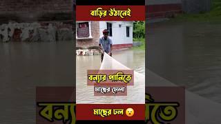 বন্যার পানিতে মাছের মেলা । #shorts #fishing #trending #flood #floodbangladesh #fishingvideo