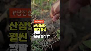 산삼보다 훨씬 효과좋은 흔한 음식 - 50대 중년 이후 필수 건강 관리 방법 주의사항
