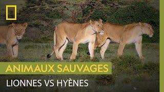 À la rencontre des reines de la savane