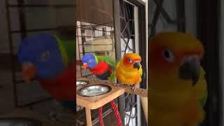 A Rainbow Lorikeet and a Sun Conure are sharing their foods with enjoyment.