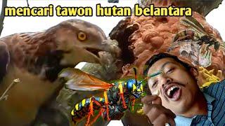 PETUALANGAN MENCARI BURUNG PEMAKAN TAWON DAN TIKUS DI HUTAN RIMBA BELANTARA