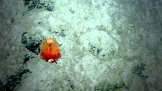 Unknown Ocean - What is this unknown creature?