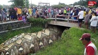 Dikira Batang Kayu!! Seorang Petani Diserang Ular Piton Raksasa, Untung Bisa di Selamatkan...