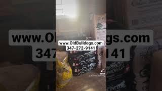 THE MASTER OF ALL BULLDOGS IS THE BIGGEST DOG HERE. THE MASTEROFALLBULLDOGS IS THE ORIGINAL DOGMAN