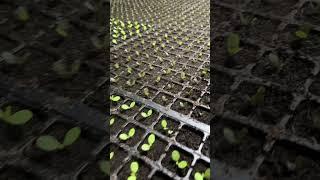 #farming #peppergrowing #vegetablefarming #garden #agriculture #gardening #growingpeppers