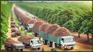 Macadamia Mega Factory: Harvest and Package Millions of Macadamia nuts for global market