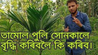 তামোল খেতি।বাৰিষাত কি কি দিব লাগে।betel nut farming।