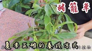 【天天小花農】吃蚊蟲的豬籠草，必要知的夏天正確的照顧方法