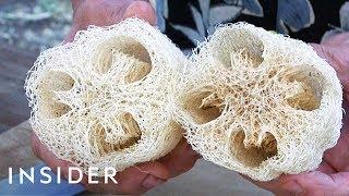 How Luffa Sponges Are Made