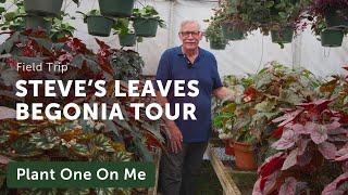 Steve's Leaves BEGONIA TOUR — Ep.292