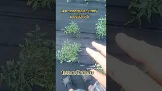Помидоры начали цвести. ТермоМульча даёт хороший результат. #мульча #помидоры #огород #сад #дядявитя
