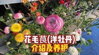春季花茅根完整養護指南，新手必看！【禪藝綠植工作室】