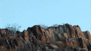 Road Runner in flight