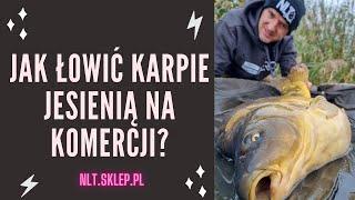 Jak łowić karpie jesienią na komercji? - NLT.SKLEP.PL