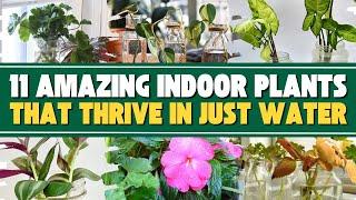 11 Amazing Indoor Plants That Thrive in Just Water! 