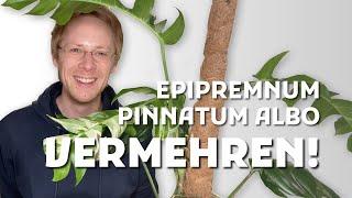 Epipremnum Pinnatum Albo vermehren: So geht's! 