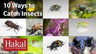 10 Ways to Catch Insects