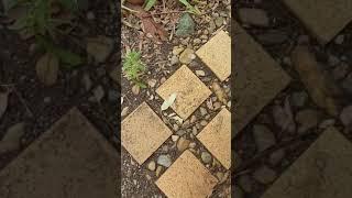 Australian Magpie Conversation - Audio only