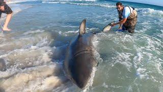 13’ GREAT WHITE Caught Off Pensacola Beach (Florida)