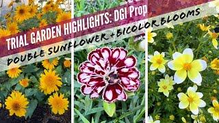 TRIAL GARDEN: Sunflower Like No Other + New Plant Varieties from DGI PROPAGATORS