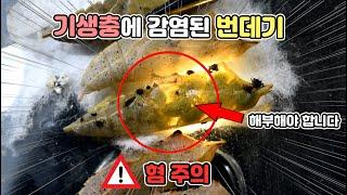 충격!!! 기생충에 감염된 나비 번데기를 해부했더니??? 이런 기생생물은 난생처음 봅니다....