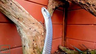 Huge BLACK MAMBA  Shows Insane Strength Lifts Two Thirds Of His Body Off The Ground With Warning.