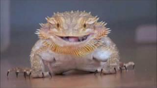 bearded dragon eating crickets