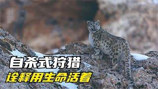 雪豹捕獵野山羊，懸崖峭壁間的生死考驗，詮釋雪豹是用生命狩獵#動物世界#雪豹 #藏獒#snow leopard #goat# hunting#nature #animals# wildlife