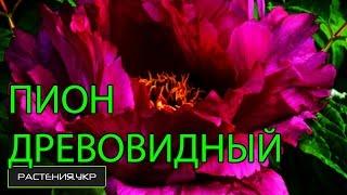 Древовидный Пион посадка и уход / Ботанический сад, Харьков