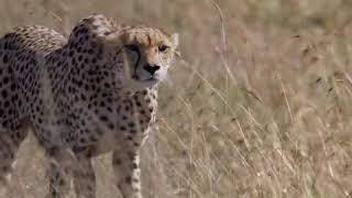 Cheetah- Fastest Running Animal - 1080 HD