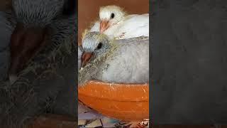 الحمام الزاجل