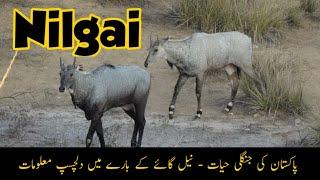 Nilgai - Interesting Information about Nilgai or Blue Bull  | Wildlife of Pakistan