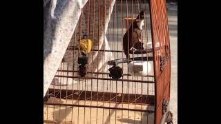 Chào mào sông Kon k8 giọng chuẩn
