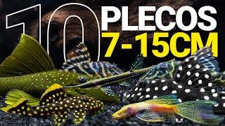 10 PLECOS de TALLA PEQUEÑA/MEDIANA para tu ACUARIO