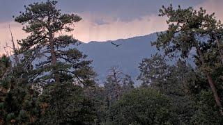 Sep 7, 2024: Beautiful sunrise and afternoon storm. Jackie shows up alone. where is Shadow?  