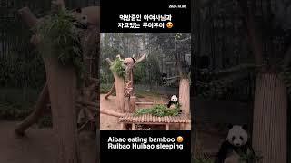 아이바오와 루이바오 후이바오  #shorts #panda #aibao #ruibao #huibao