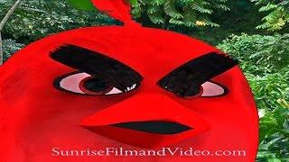 Angry Bird's UnAngry Bird! SunriseFilmandVideo.com Jeff Werner