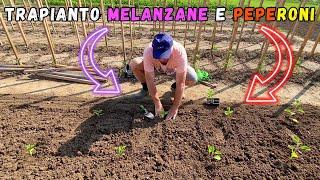 Come TRAPIANTO le MELANZANE e i PEPERONI nell'ORTO!