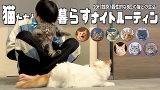 20代独身｜猫の魅力に取り憑かれた下僕のナイトルーティン