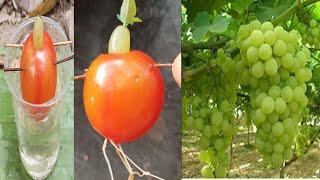 Simple method propagate grape tree with water and tomato,, how to grow grape tree at home