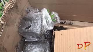 Посылка с клематисами из Любвитского питомника растений (2022 г.) #unboxing #clematis