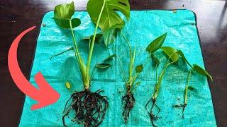 Separate your Monstera roots like this! | #communityquestions