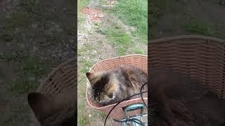 Кошка психанула. Все я уезжаю, сказала она мне))  #animals #жизньвдеревне #смешноевидео #прикол
