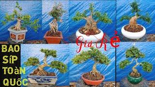 20/3//Đủ Loại kiểng Bonsai (giá rẻ)  Cần giao lưu. Bao síp Toàn Quốc,, ️ 0977129441