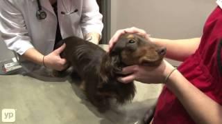 ValueCare Pet Wellness Clinic | Dacula, GA | Veterinarians