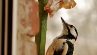 Woodpecker (Дятел). 2016