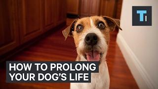 How to prolong your dog's life